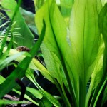 矮生宽叶皇冠草-缩略图-7