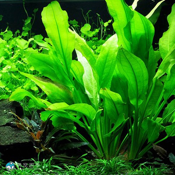 矮生宽叶皇冠草-8