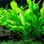 矮生宽叶皇冠草-缩略图-8