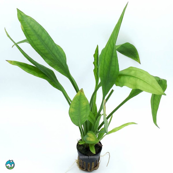 矮生宽叶皇冠草-9