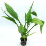 矮生宽叶皇冠草-缩略图-9