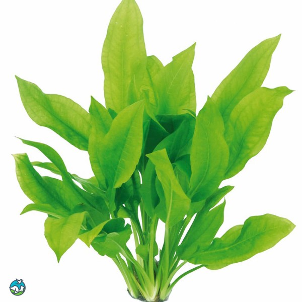 矮生宽叶皇冠草-10