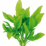 矮生宽叶皇冠草-缩略图-10