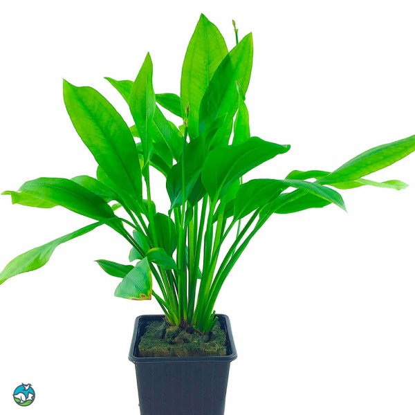 矮生宽叶皇冠草-11