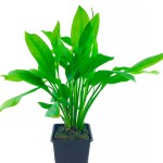 矮生宽叶皇冠草-缩略图-11