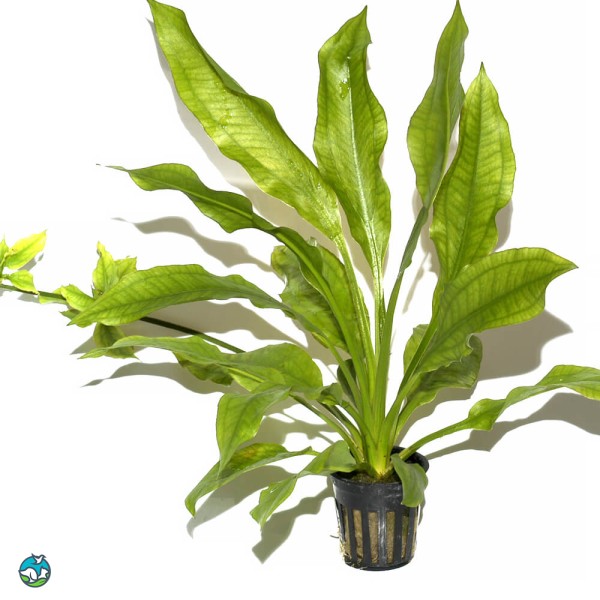 阿帕特皇冠草-1