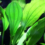 捷豹皇冠草-缩略图-1