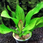 捷豹皇冠草-缩略图-2