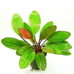 捷豹皇冠草-缩略图-3