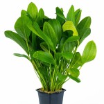 捷豹皇冠草-缩略图-5