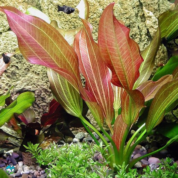 小阳春皇冠草-1