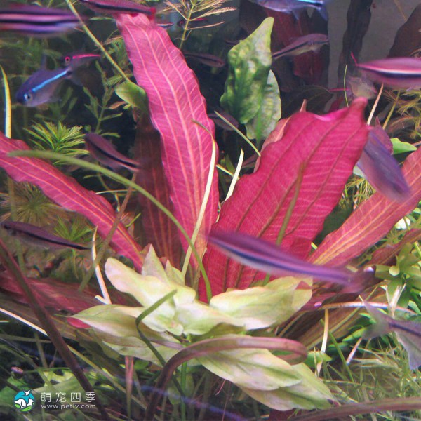 小阳春皇冠草-2