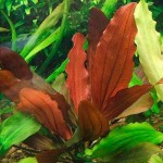 小阳春皇冠草-缩略图-3