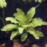 金香瓜草-缩略图-1