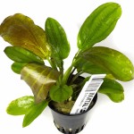 金香瓜草-缩略图-2