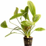 金香瓜草-缩略图-3