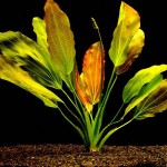 金香瓜草-缩略图-4