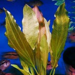 金香瓜草-缩略图-5