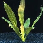 金香瓜草-缩略图-6