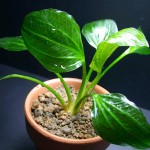 深绿皇冠草-缩略图-1