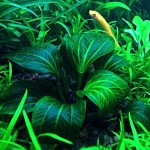 深绿皇冠草-缩略图-2