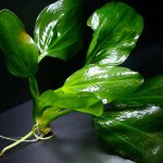 深绿皇冠草-缩略图-3