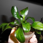 深绿皇冠草-缩略图-4