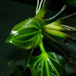 深绿皇冠草-缩略图-5