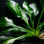 深绿皇冠草-缩略图-6