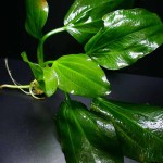 深绿皇冠草-缩略图-7