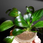 深绿皇冠草-缩略图-9