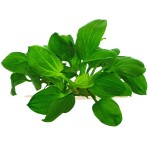 深绿皇冠草-缩略图-10