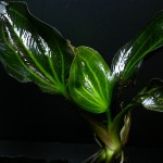 深绿皇冠草-缩略图-11