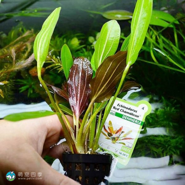 变色龙皇冠草-1