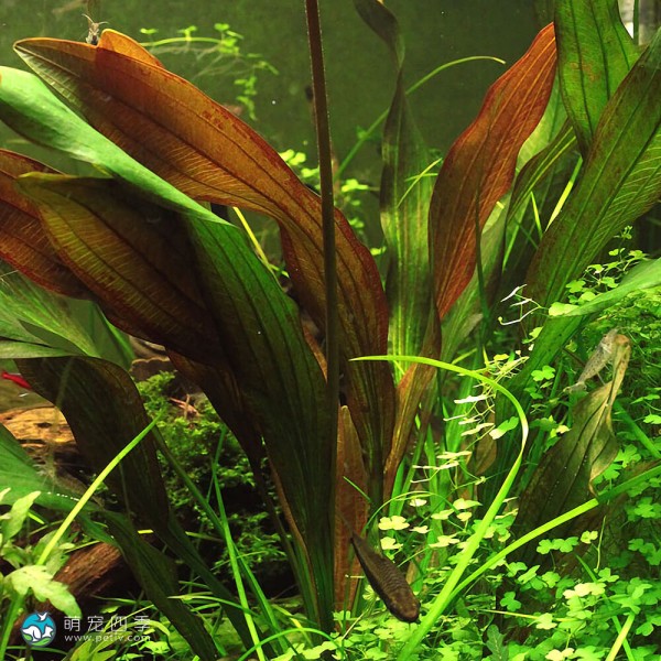 变色龙皇冠草-2