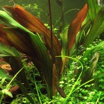 变色龙皇冠草-缩略图-2