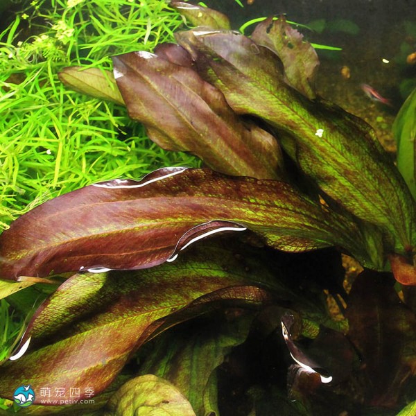 变色龙皇冠草-3