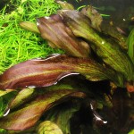 变色龙皇冠草-缩略图-3