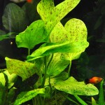 豹纹皇冠草-缩略图-1