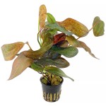 豹纹皇冠草-缩略图-2