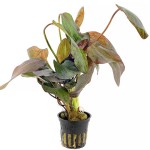 豹纹皇冠草-缩略图-3