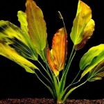 豹纹皇冠草-缩略图-4