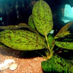 豹纹皇冠草-缩略图-5