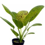 豹纹皇冠草-缩略图-6