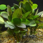 豹纹皇冠草-缩略图-7