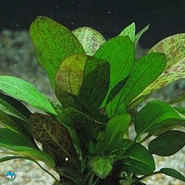 豹纹皇冠草-8