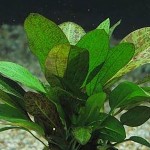 豹纹皇冠草-缩略图-8