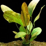 豹纹皇冠草-缩略图-9