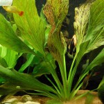 豹纹皇冠草-缩略图-10