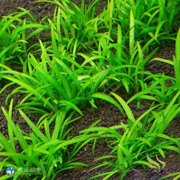 宽叶迷你泽泻兰-1